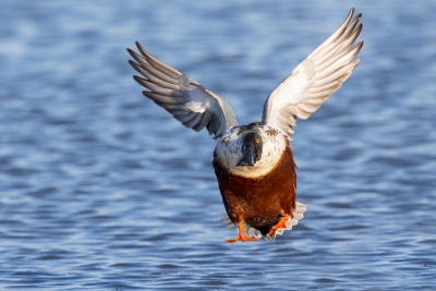 Anas-clypeata;Flying-Bird;Landing;Northern-Shoveler;Photography;action;active;al