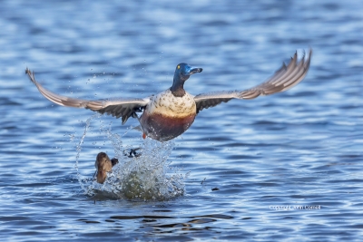 Anas-clypeata;Flying-Bird;Northern-Shoveler;Photography;Takeoff;action;active;al