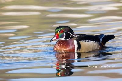 Aix-sponsa;Duck;Male;One;Wood-Duck;avifauna;bird;birds;color-image;color-photogr