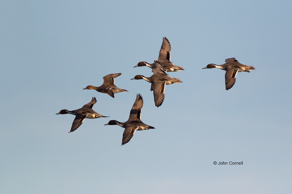 Anas acuta;Breeding Behavior;Breeding Display;Courtship;Duck;Flock;Northern Pintail;birds inthe wild;courtship flight;flight;wildlife