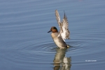 Anas-crecca;Duck;Green-winged-Teal;One;Teal;avifauna;bird;birds;color-image;colo