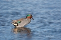 Anas-crecca;Green-winged-Teal;Male;One;Teal;avifauna;bird;birds;color-image;colo