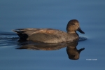 Anas-strepera;Duck;Gadwall;One;Reflection;avifauna;bird;birds;bluewater;color-im
