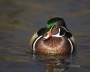 Wood-Duck;Duck;Aix-sponsa;one-animal;close-up;color-image;nobody;photography;day