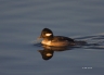 Bufflehead;Duck;Female;Bucephala-albeola;one-animal;close-up;color-image;nobody;
