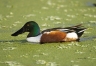 Southeast-USA;Florida;Duck;Northern-Shoveler;Anas-clypeata;one-animal;close-up;c