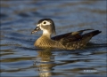 California;Southwest-USA;Wood-Duck;Duck;Female;Aix-sponsa;one-animal;close-up;co