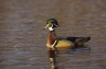 Wood-Duck;Duck;Aix-sponsa;one-animal;close-up;color-image;photography;day;outdoo