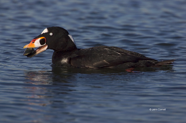 Surf Scoter;Scoter;Melanitta perspicillata;one animal;close-up;color image;nobody;photography;day;outdoors. Wildlife;birds;animals in the wild;avifauna;feathered;feathers;wilderness;perch;perching;watch;Prey;feeding behavior;foraging;feeding;prey;watchful