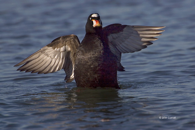 Surf Scoter;Scoter;Melanitta perspicillata;one animal;close-up;color image;nobody;photography;day;outdoors. Wildlife;birds;animals in the wild;avifauna;feathered;feathers;wilderness;perch;perching;watch;watchful