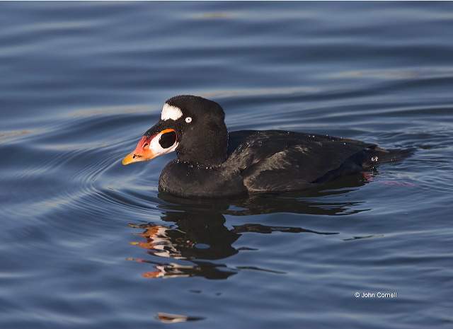 Surf Scoter;Scoter;Melanitta perspicillata;one animal;close-up;color image;nobody;photography;day;birds;animals in the wild;avifauna;feathered;feathers;wilderness;perch;perching;watch;Flying bird;One animal;Close-up;Color image;Outdoors;Wildlife;Birds;Animals in the wild;action;active;aloft;in flight;motion;movement;soar;soaring;winged;wings;behavior;watchful;outdoors;Close up;close up