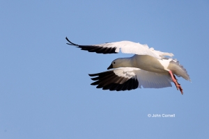 Chen-rossii;Flying-Bird;Goose;Photography;Ross-Goose;Rosss-Goose;action;active;a