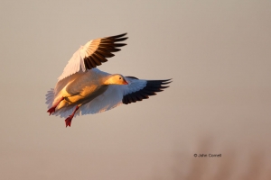 Chen-rossii;Flying-Bird;Goose;One;Photography;Ross-Goose;Rosss-Goose;action;acti