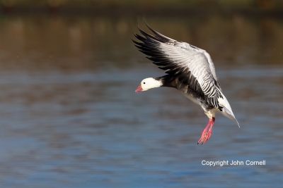 Blue-Morph;Chen-rossii;Flying-Bird;Goose;Photography;Ross-Goose;Rosss-Goose;acti