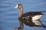 Anser-albifrons;Greater-White-fronted-Goose;One;White-fronted-Goose;avifauna;bir