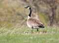 Goose;Branta-canadensis;one-animal;close-up;color-image;photography;day;outdoors