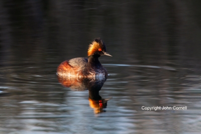 Eared-Grebe;One;Podiceps-nigricollis;Sunset;avifauna;bird;birds;color-image;colo