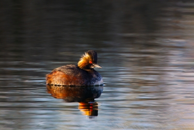 Eared-Grebe;One;Podiceps-nigricollis;avifauna;bird;birds;color-image;color-photo