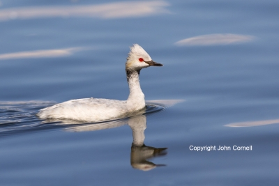 Eared-Grebe;Luecistic-Eared-Grebe;One;Podiceps-nigricollis;avifauna;bird;birds;c
