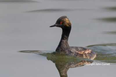 Eared-Grebe;One;Podiceps-nigricollis;avifauna;bird;birds;color-image;color-photo