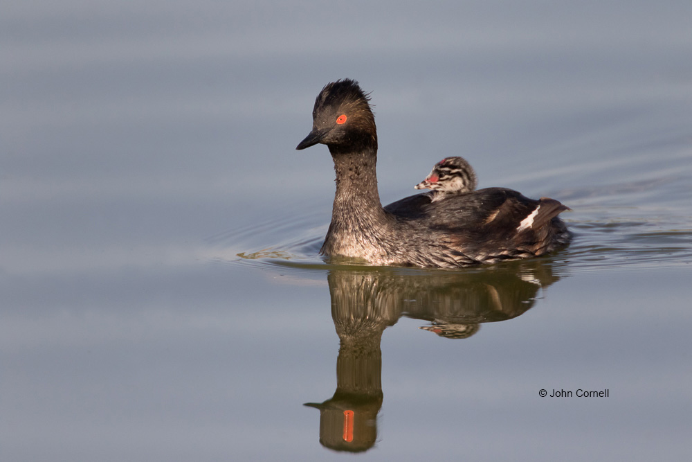 Eared Grebe;Podiceps nigricollis;Reflection;chick;parent;parenting;protectecting;protection;water;young