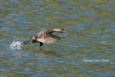 Flying-Bird;Photography;Pied-billed-Grebe;Podilymbus-podiceps;Running;action;act