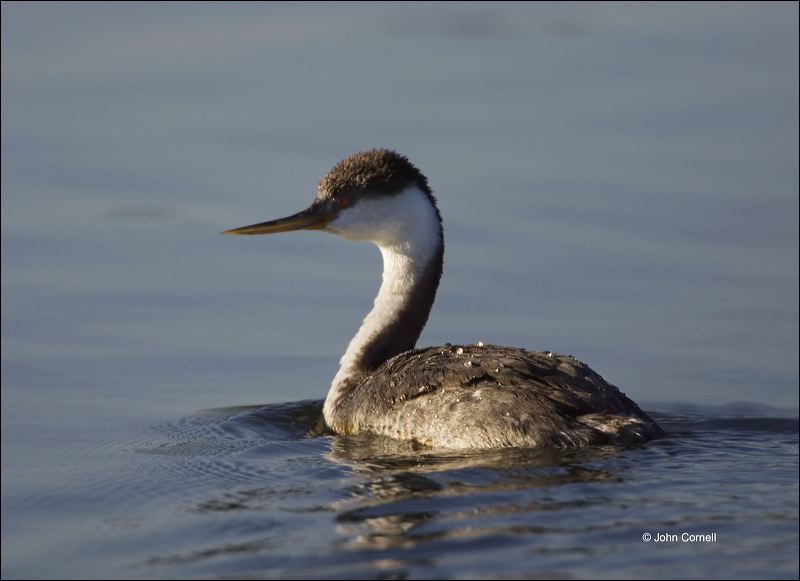 Western Grebe;Grebe;Aechmophorus occidentalis;one animal;close-up;color image;nobody;photography;day;outdoors. Wildlife;birds;animals in the wild