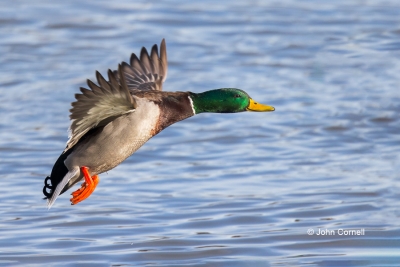 Anas-platyrhynchos;California;Duck;Flying-Bird;Landing;Male;Mallard;One;Photogra