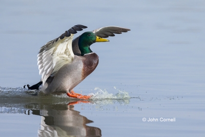 Anas-platyrhynchos;Duck;Landing;Male;Mallard;One;avifauna;bird;birds;color-image