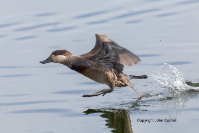 Flying-Bird;Oxyura-jamaicensis;Photography;Ruddy-Duck;action;active;aloft;behavi