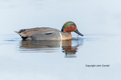 Anas-crecca;Green-winged-Teal;One;avifauna;bird;birds;color-image;color-photogra