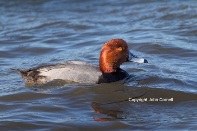 Aythya-americana;Duck;One;Photography;Redhead;avifauna;bird;birds;color-image;co