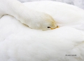 Whooper_Swan