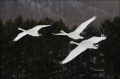 Whooper-Swan;Swan;Flight;Olor-cygnus;flying-bird;one-animal;close-up;color-image