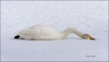Whooper-Swan;Swan;Olor-cygnus;one-animal;close-up;color-image;nobody;photography