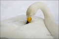 Whooper-Swan;Swan;Olor-cygnus;portrait;one-animal;close-up;color-image;nobody;ph