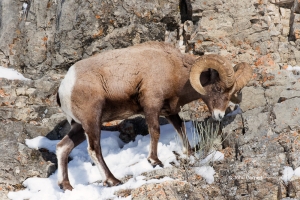 Animals-in-the-Wild;Bighorn-Sheep;Ovis-canadensis;Sheep;Snow;Snow-Animals-in-the
