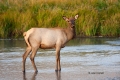 Breeding-Season;Cervus-canadensis;Elk;Madison-River;Rut;Wapiti;Yellowstone-Natio