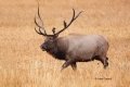Breeding-Season;Cervus-canadensis;Elk;Madison-River;Rut;Wapiti;Yellowstone-Natio