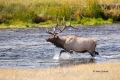 Breeding-Season;Cervus-canadensis;Elk;Madison-River;Madison-River-Valley;Rut;Wap
