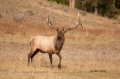 Breeding-Season;Elk;Madison-River;Madison-River-Valley;Rut;Yellowstone-National-