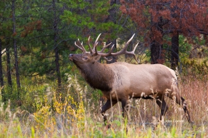 Alberta;Breeding-Behavior;Breeding-Season;Canada;Cervus-canadensis;Elk;Jasper-Na