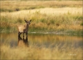 Elk;Cervus-canadenis;Calf;River;Fall;one-animal;close-up;color-image;nobody;phot