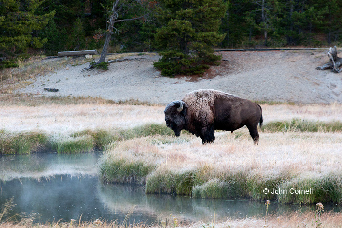 American Bison;Bison;Bison bison;Buffalo;One;Yellowstone National Park;avifauna;bird;birds;color image;color photograph;feather;feathered;feathers;natural;nature;outdoor;outdoors;wild;wilderness;wildlife