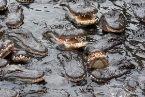 Alligator;Alligator-mississippiensis;Feeding-Behavior;feeding;foraging;teeth