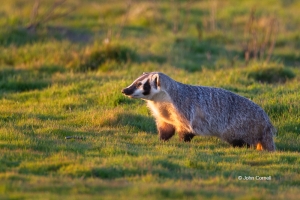 American-Badger;Badger;California;Furry;Merced-National-Wildlife-Refuge;Taxidea-