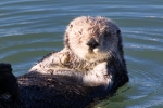 Enhydra-lutris;Sea-Otter