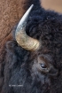 American-Bison;Bison;Bison-bison;Buffalo;One;color-image;color-photograph;natura