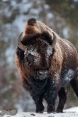 American-Bison;Bison;Bison-bison;Buffalo;One;Snow;Winter;Winter-Yellowstone-Nati