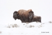 American-Bison;Bison;Bison-bison;Buffalo;One;Snow;Winter-Yellowstone-National-Pa